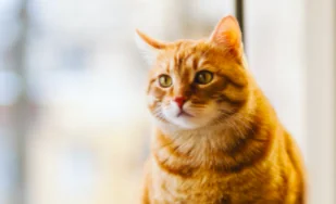 I gatti sono gelosi eccome